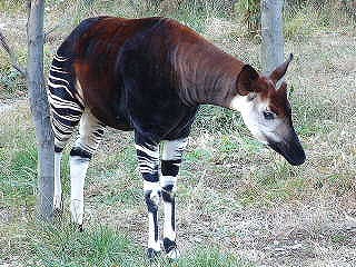 Okapi11